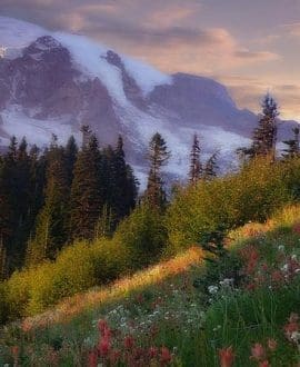 Comfort - DVD | Creation Scapes