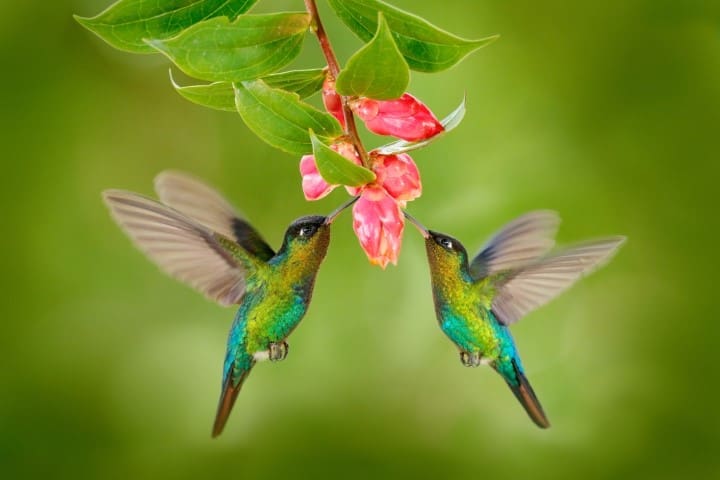Hummingbirds