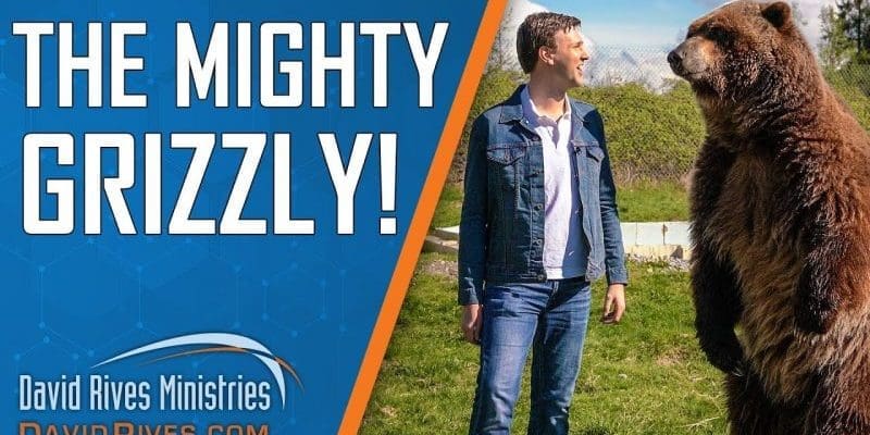 The Mighty Grizzly