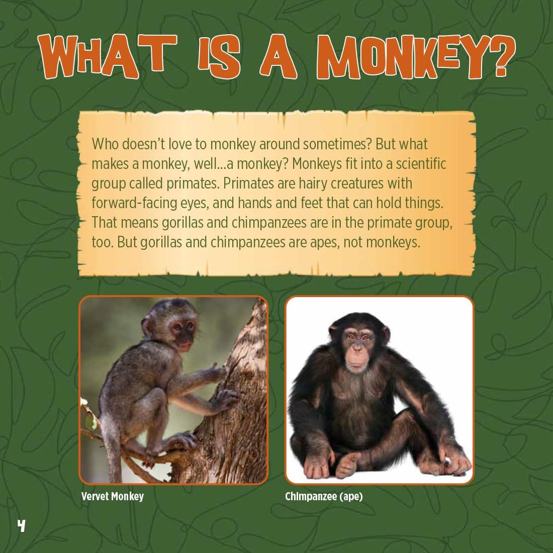 God Created Monkeys Book | ICR - Children's Books - Image 4