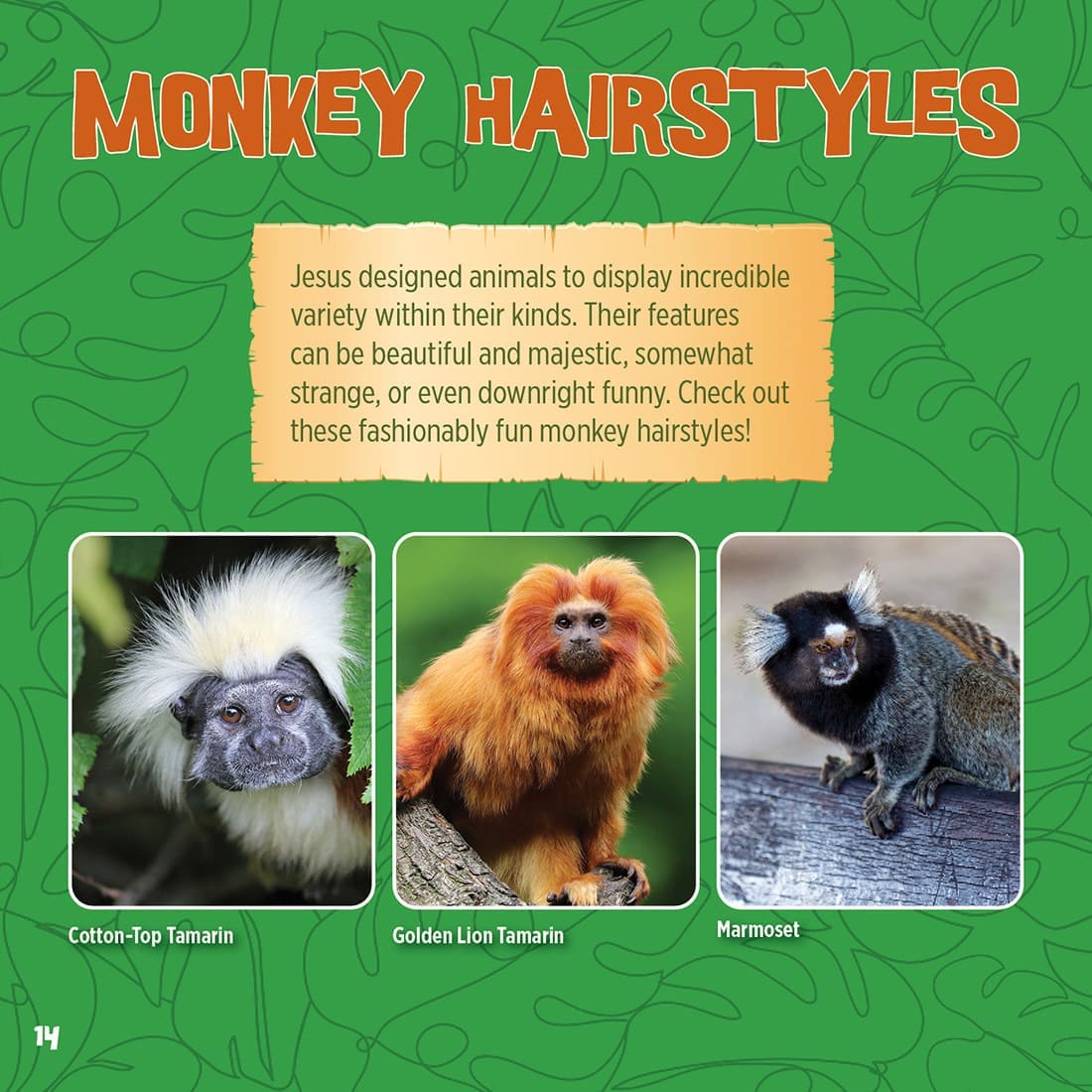 God Created Monkeys Book | ICR - Children's Books - Image 6