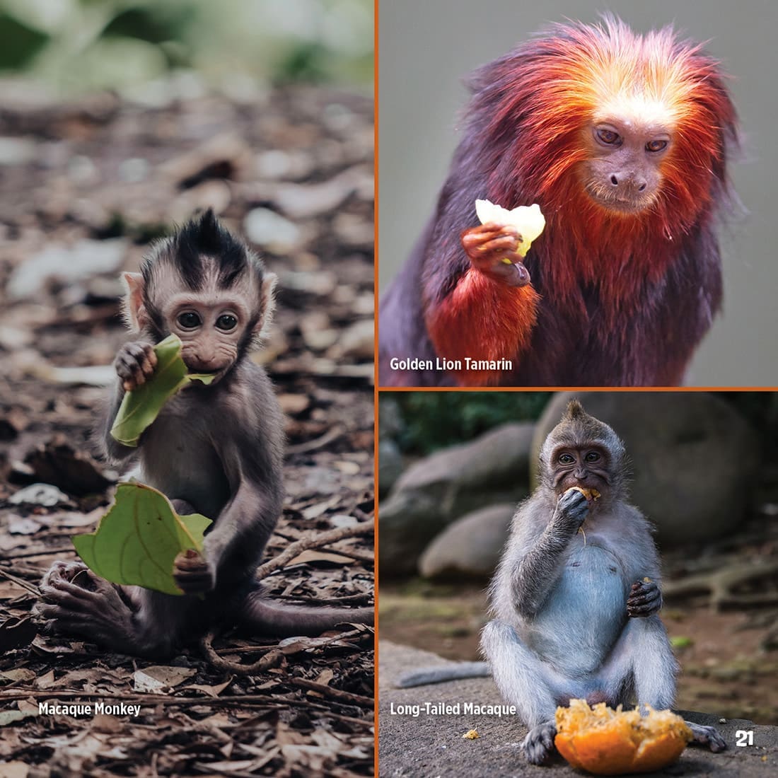God Created Monkeys Book | ICR - Children's Books - Image 7