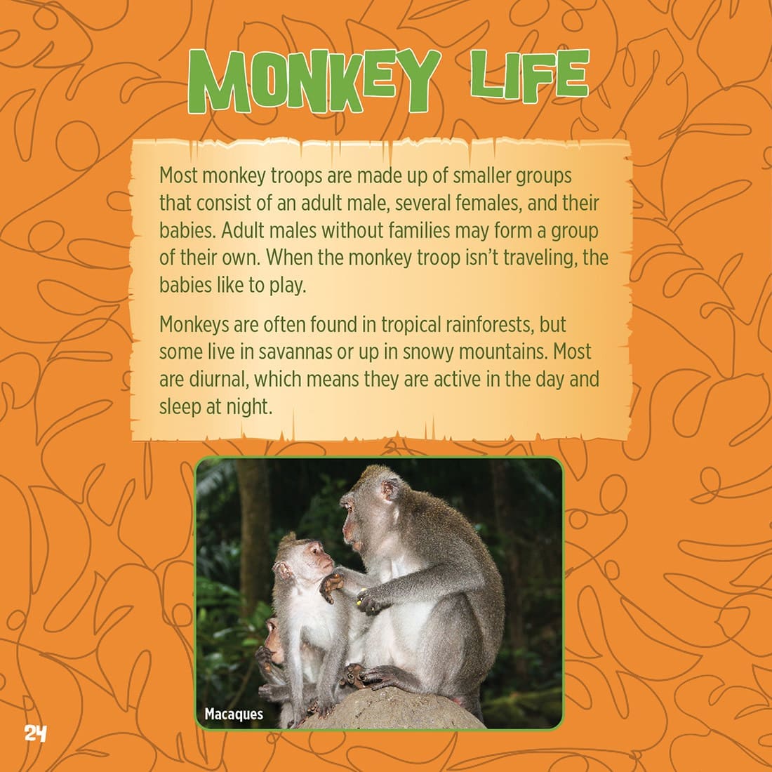 God Created Monkeys Book | ICR - Children's Books - Image 2