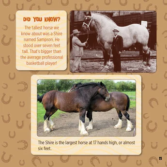 God Created Horses 6