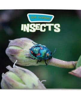 God Created Insects