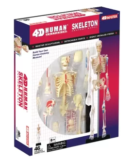 4D Human Skeleton