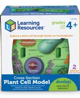 Cross-Section Plant Cell Model