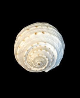 Pacific Tonna Tessalata