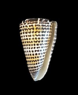 Lettered Cone Shell